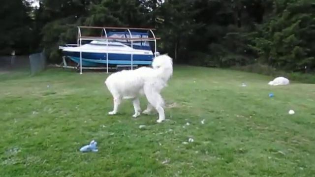 5/17/15 ~ Abby Playing With Jim...plus Max & Oliver too! смотреть онлайн