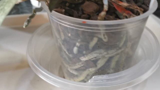 ЭкоФус для орхидеий. Впечатления и результаты!!! смотреть онлайн