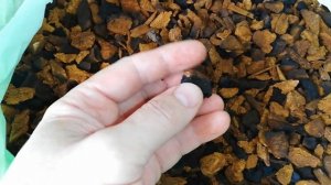 Чага как использовать