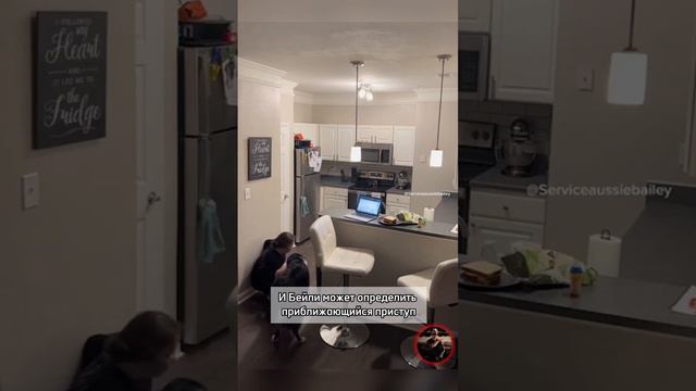 Пёс по кличке Бейли помогает хозяйке, у которой синдром постуральной ортостатической тахикардии. смотреть онлайн