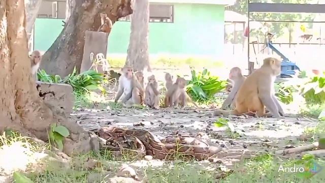python caught and released in to the wild clip by Umanga Bahadur Khadka Bardia National Park смотреть онлайн