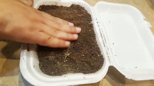 HOW TO GROW AMALTAS TREE FROM SEED, CASSIA FISTULA, GOLDEN SHOWER TREE - Sprouting Seeds смотреть онлайн