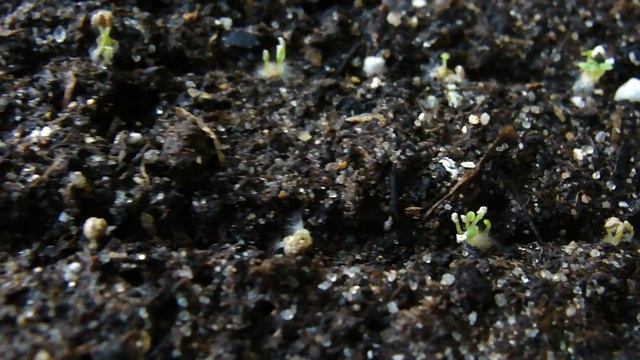 ПОСЕВ СЕМЯН БАКОПЫ. ОБЗОР ВСХОДОВ. СЕЗОН 2019 смотреть онлайн