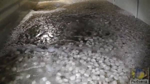 Рыбоводная ферма клариевый сом в УЗВ ! Catfish fish farm