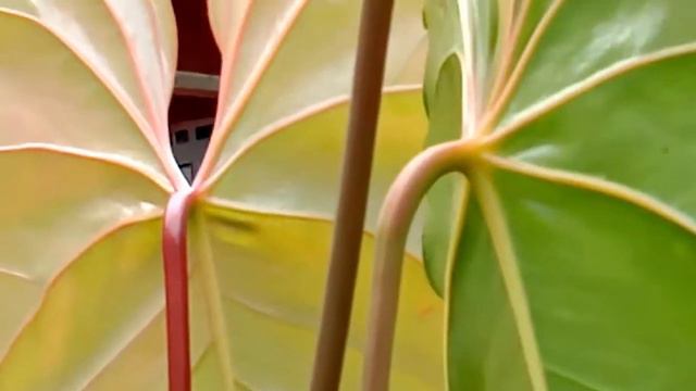 Antarium Mikimos (mickey Mouse)  Bunga Merah