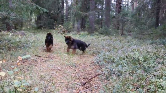 щенки немецкой овчарки длинношёрстные! ждут мам-пап смотреть онлайн