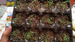 Схизантус, удивил так удивил! Всходы на третий день!