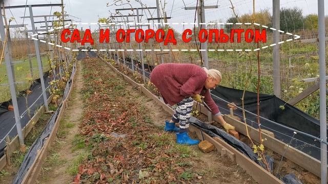 #виноград #мульчированиепочвы Мульчирование почвы черной пленкой вокруг виноградного куста смотреть онлайн