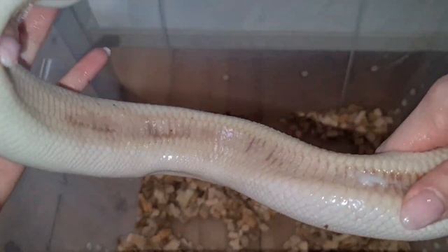 АКВАДИСКОТЕКА / Лечим ожоги у змей / грибок у змей / мой серпентарий / Королевский питон смотреть онлайн