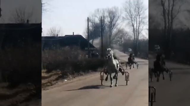 орловские рысаки смотреть онлайн