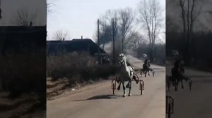 орловские рысаки