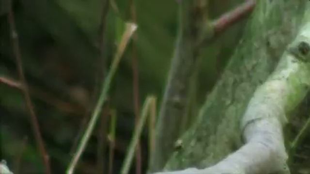 The Fisher King - Kingfisher - Fly fishing смотреть онлайн