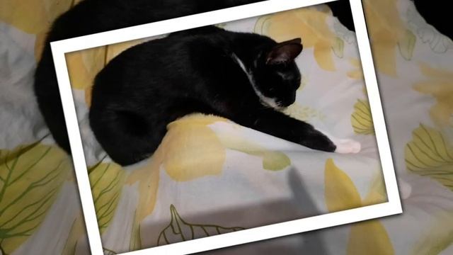Спящие коты. Очень мило????⬛???. / Clipping cats. / Коты відпочивають. смотреть онлайн