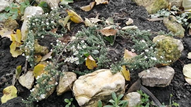 АСТРА ПОЧВОПОКРОВНАЯ ВЕРЕСКОВИДНАЯ.НАБЛЮДАЕМ ЦВЕТЕНИЕ НА ПЕРВЫЙ ГОД. смотреть онлайн