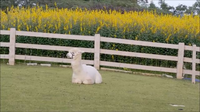 Cute Lama and Alpaca. Sounds of the Lama. Voice of the alpaka. What does Lama eat? смотреть онлайн