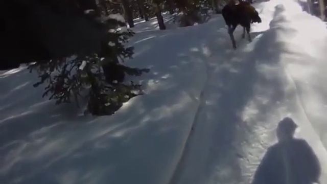 Завалил Лося с писталета! Смотреть всем! смотреть онлайн