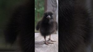 нарезка фото Воробушка и Шухера!!!