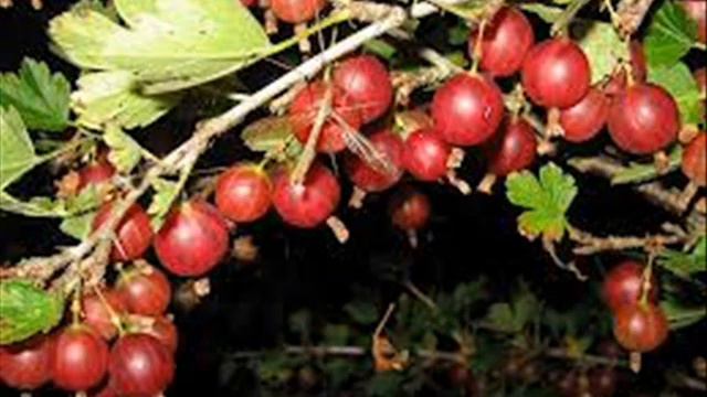 Мошав Одем смотреть онлайн