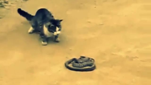 Дикий лесной кот смотреть онлайн