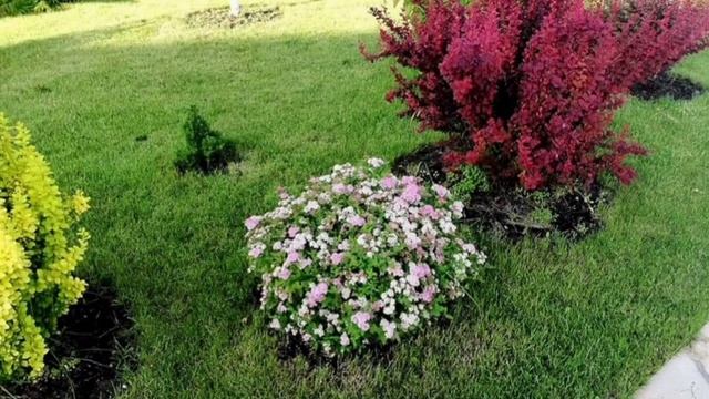 Краски барбариса. Ландшафтный дизайн. смотреть онлайн