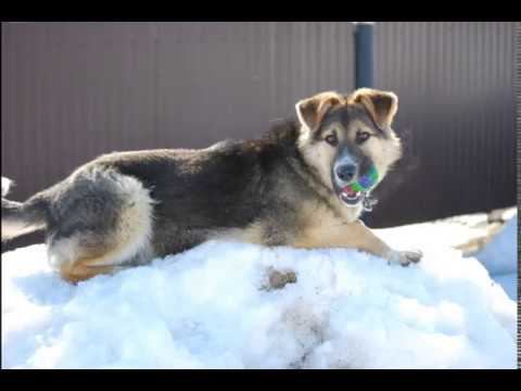 Джек (моя собака, смесь немецкой овчарки) / Jack (my dog, German Shepherd mix)/杰克(我的狗,德国牧羊犬混合)