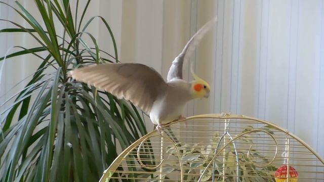 Как поет самец кореллы... смотреть онлайн