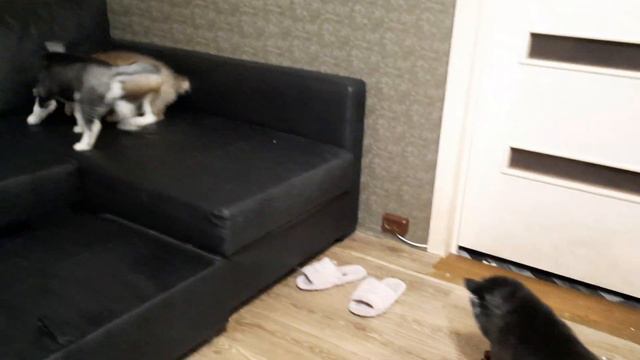 Щенки ДОБРАЛИСЬ до ДИВАНА смотреть онлайн