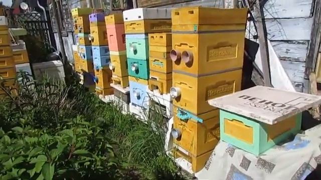 видеоролик о проблемах с пчелами в июне из -за ошибок пчеловода, семья ослабевает и плохо носит мед смотреть онлайн