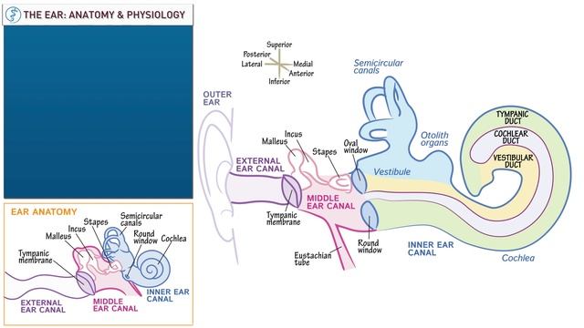 Anatomy & Physiology of the Ear! смотреть онлайн