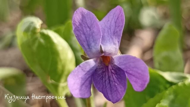 8 мая Марков День. Что нельзя делать 8 мая. Народные традиции и приметы. смотреть онлайн