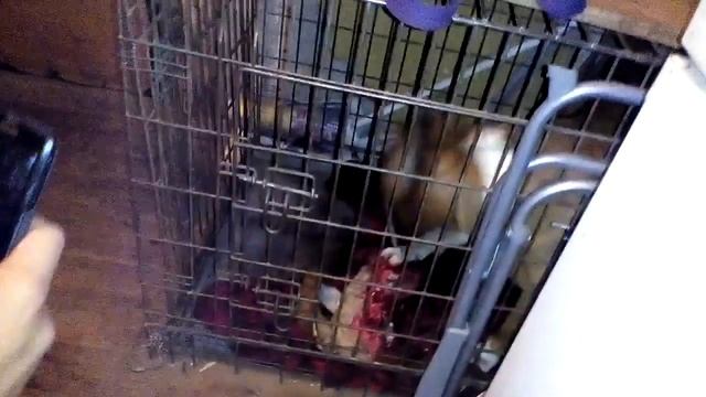 Ценный Приз Изюминка 12лет 4мес,на обед-баранья голова смотреть онлайн