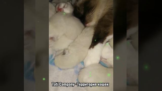 Tati Company-Территория Рэгдолл (Ragdoll).Котятам Рэгдолл 4 дня. смотреть онлайн