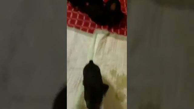 Щенки цвергпинчера смотреть онлайн