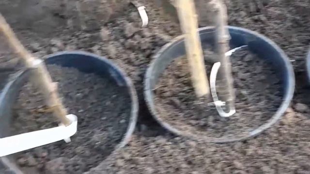 Прикопка саженцев с закрытой корневой. смотреть онлайн