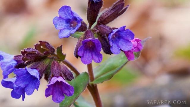 Pulmonaria officinalis смотреть онлайн
