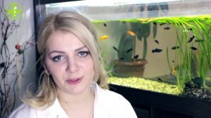 Содержание Котят & Как Правильно Ухаживать За Котятами. Ветклиника Био-Вет