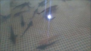 ПРОТОЧНАЯ ВОДА ИЛИ УЗВ ДЛЯ ОСЕТРА