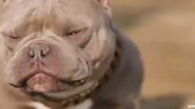 Big G/Killface?Father puppys in #yubkkenel https://www.facebook.com/profile.php?id=100009419219222 смотреть онлайн
