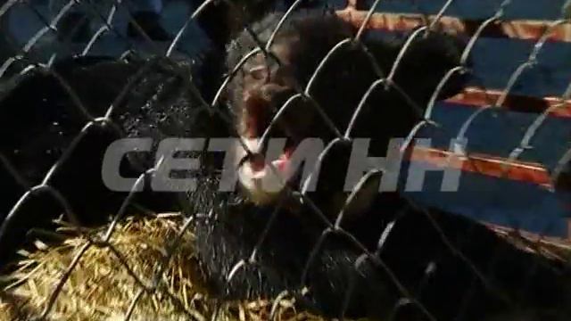 Родительская драмма в зоопарке - медвежонка разлучили с матерью. смотреть онлайн