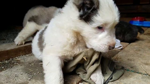 Щенки алабая, потомки АКГУША и ТОХМЕТА в США смотреть онлайн