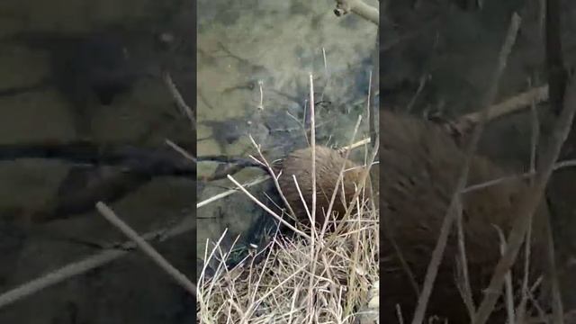 Водяная крыса в весенних хлопотах(2) смотреть онлайн