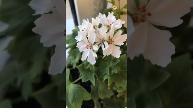 Пеларгония цветёт . Комнатные растения смотреть онлайн