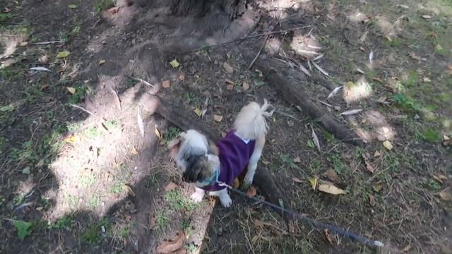 VLOG Готовлю драники с фаршем. Планирую покраску самой смотреть онлайн