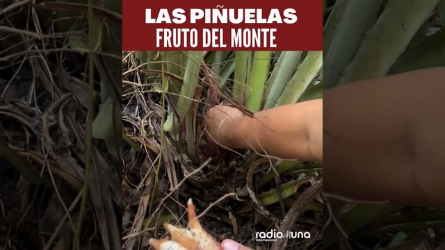 Las piñuelas, un fruto poco conocido. смотреть онлайн