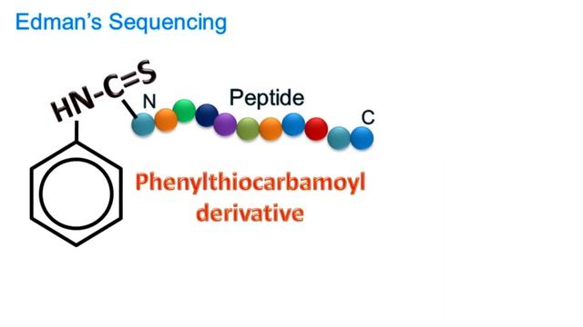 Edman degradation | Edman Sequencing смотреть онлайн