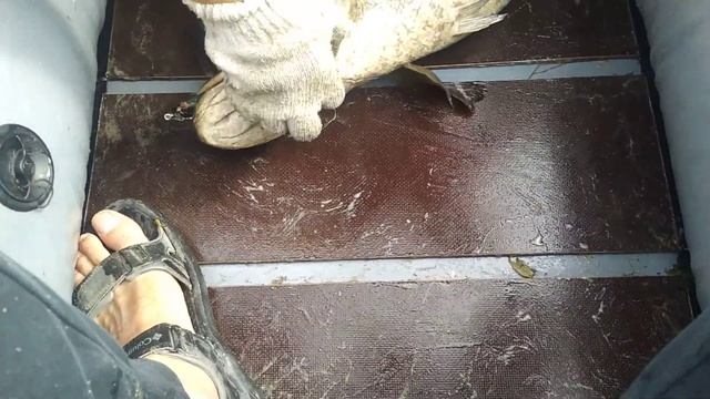 ловля змееголова на спиннинг , Алматинская область Карой смотреть онлайн