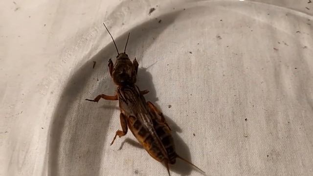 А Вы видели этого грозного вредителя огорода - медведку? Показываю крупным планом это "чудовище" смотреть онлайн