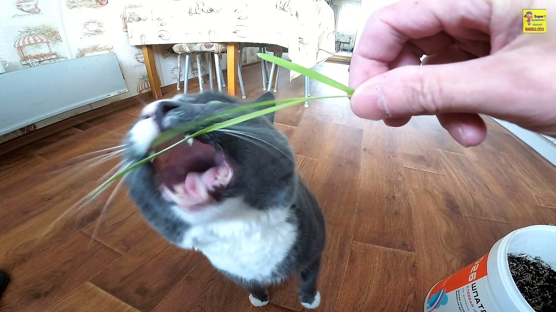 Кот ест траву смотреть онлайн