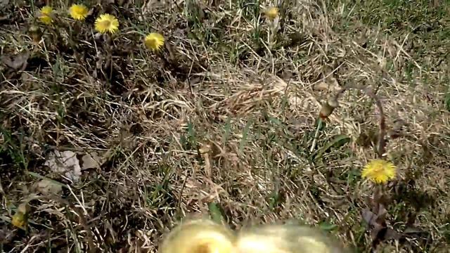 Стоп моушен:/Мы потерялись на ДАЧЕ!?!?!/1#часть смотреть онлайн