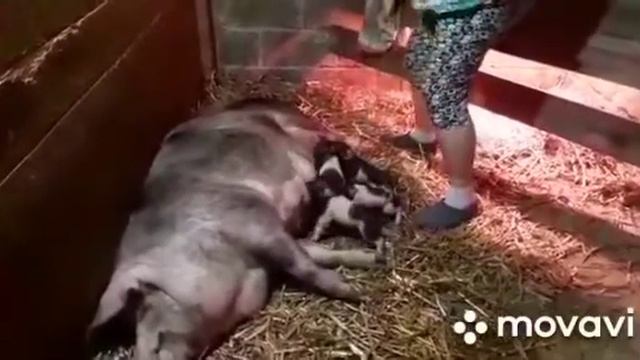 Зоськины роды ( Шок!!! Такого ещё не было!!!) смотреть онлайн